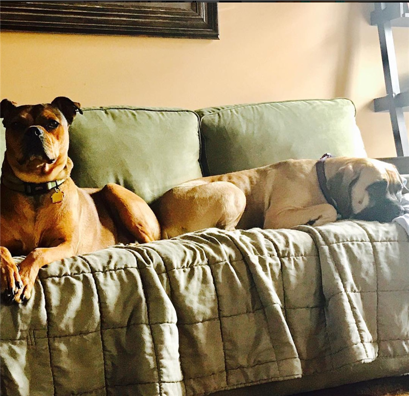 Pups